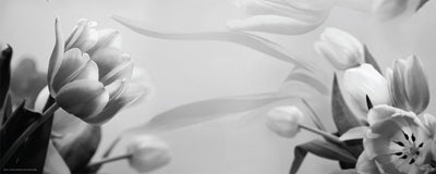 Tulip Fantasy I Wall Art | 8 x 20 Fine Art Print