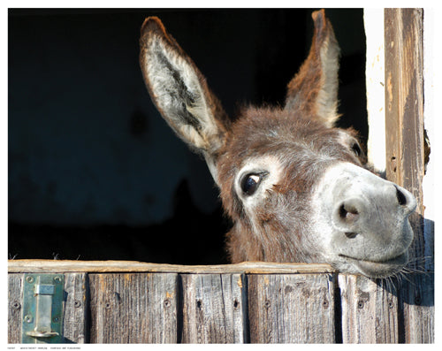 Framed Art Who’s There? by Hawlan | 11 ½ x 14 ½