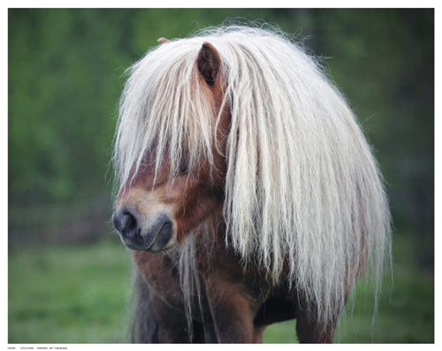 Little Pony Wall Art | 11 ½ x 14 ½ Fine Art Print