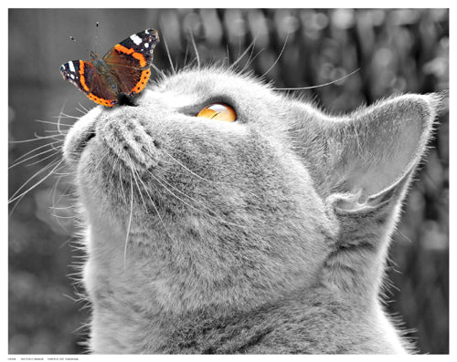 Framed Art Butterfly on Nose 11 ½ x 14 ½