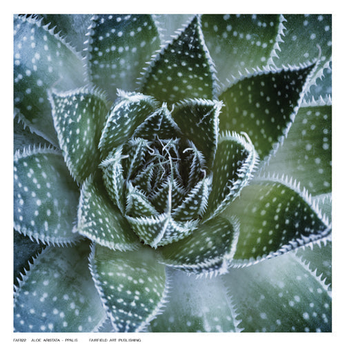 Framed Art Aloe Aristata by Ppalis | 6 ½ x 6 ½