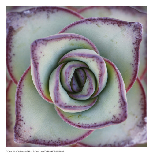 Framed Art Macro Succulent by Garsot | 6 ½ x 6 ½
