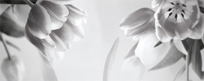 Framed Art Tulip Fantasy II 8 x 20