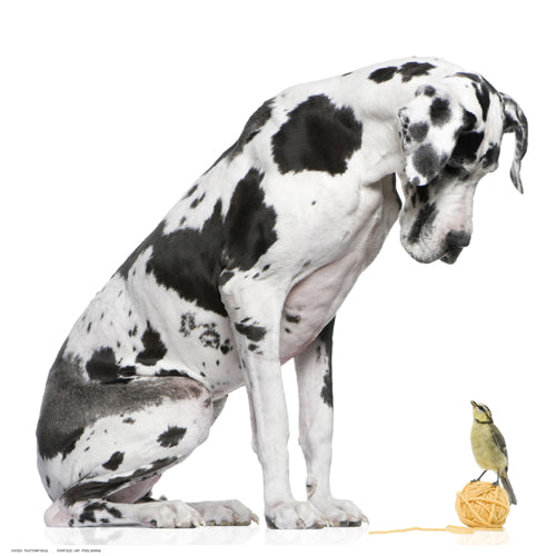 That’s My Ball Wall Art | 12 ½ x 12 ½ Fine Art Print