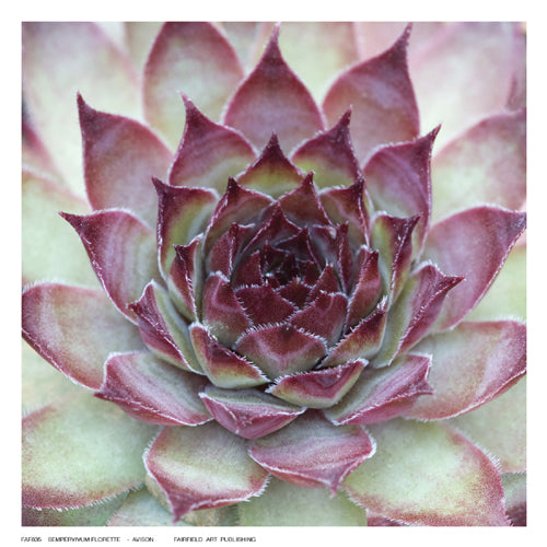 Framed Art Sempervivum Florette by Avison | 6 ½ x 6 ½