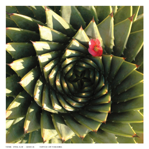 Framed Art Spiral Aloe by Gosselin | 6 ½ x 6 ½
