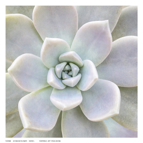 Aeonium Flower by Biebel | 6 ½ x 6 ½ Fine Art Print