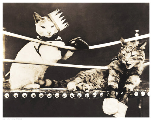 Framed Art Catfight 11 ½ x 14 ½