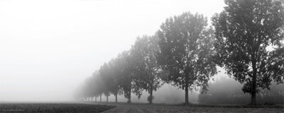 Framed Art Trees in the Field 8 x 20