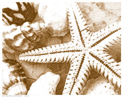 Framed Art Starfish Impression 11 1/2 x 14 1/2