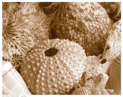 Sea Urchins Wall Art | 11 1/2 x 14 1/2 Fine Art Print