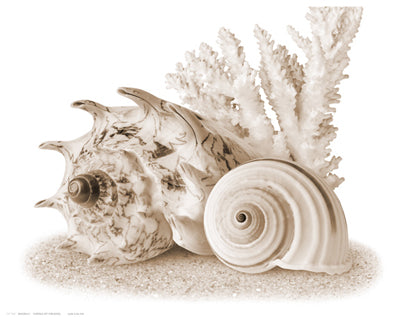 Seashells I Wall Art | 11 1/2 x 14 1/2 Fine Art Print