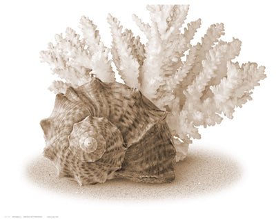 Seashells II Wall Art | 11 1/2 x 14 1/2 Fine Art Print