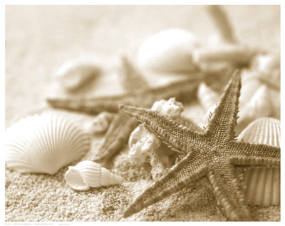 Starfish and Seashells Wall Art | 11 1/2 x 14 1/2 Fine Art Print