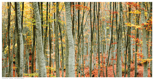 Framed Art Beech Forest by Mavroudakis | 10 ½ x 20 ½