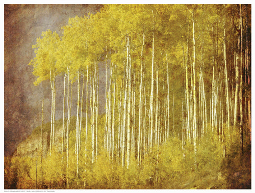 Framed Art Autumn Aspen Forest 12 ½ x 16 ½