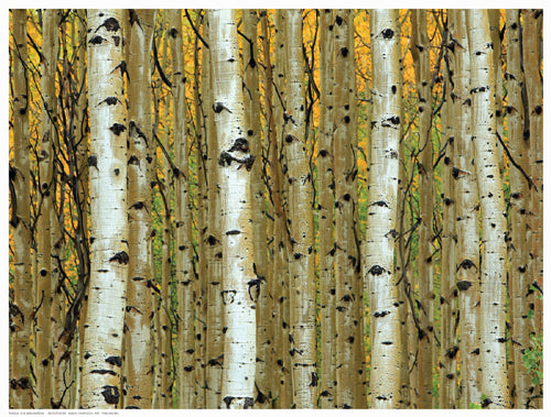 Framed Art Golden Aspens by Adolfson | 12 ½ x 16 ½