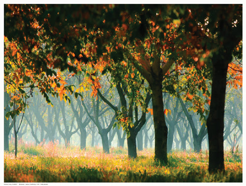 Framed Art Fall Forest by Zsolnai | 12 ½ x 16 ½