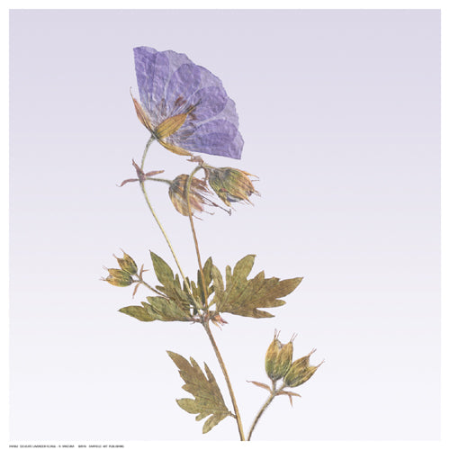Framed Art Delicate Lavender Floral by R. Vancura | 12 ½ x 12 ½