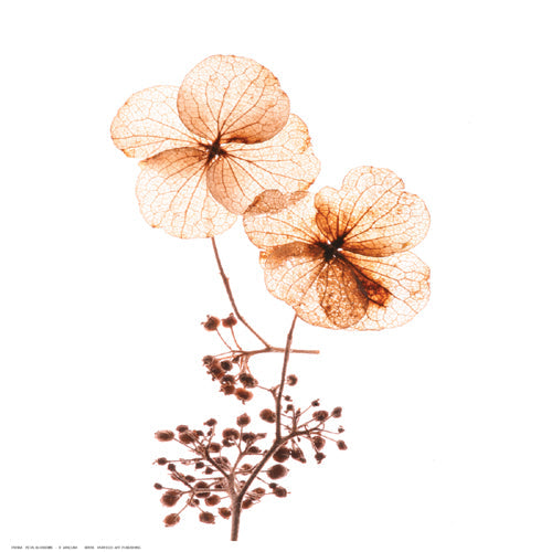 Framed Art Petal Blooms by R. Jersova | 12 ½ x 12 ½