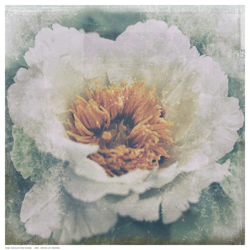 Framed Art Nostalgic Peony Blossom 12 ½ x 12 ½
