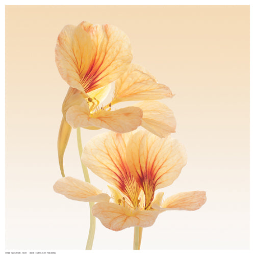 Framed Art Nasturtium by Vilor | 12 ½ x 12 ½