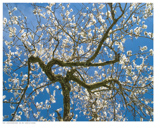 Framed Art Almond Blossoms in Spring 11 ½ x 14 ½