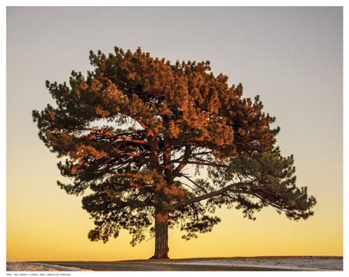 Framed Art Pine at Sunset by V. Francis | 11 ½ x 14 ½