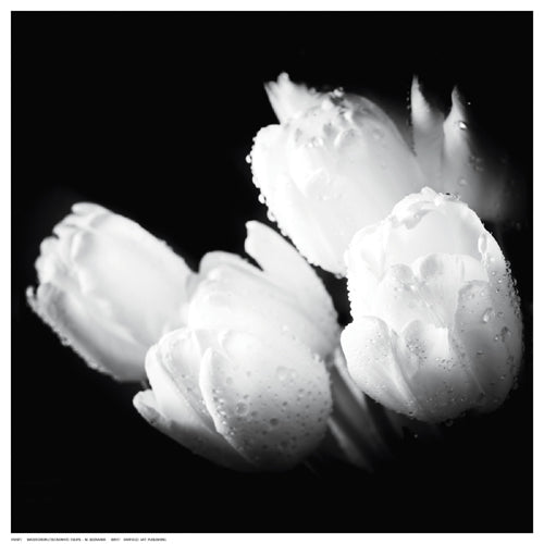 Water Droplets on White Tulips by M. Bednarek | 12 ½ x 12 ½ Fine Art Print