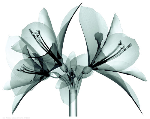Translucent Amaryllis Wall Art | 11 ½ x 14 ½ Fine Art Print