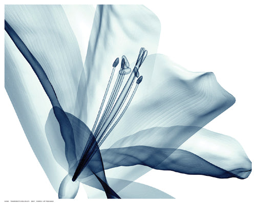 Transparent Floral Beauty Wall Art | 11 ½ x 14 ½ Fine Art Print