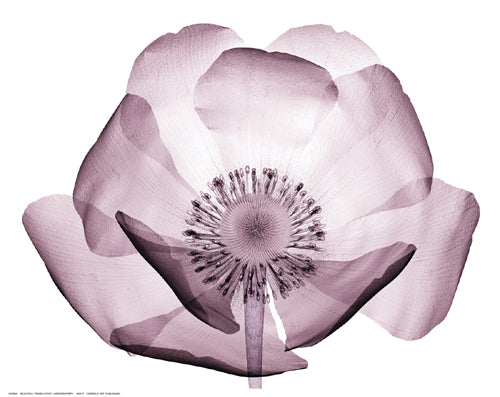 Framed Art Beautiful Translucent Lavender Poppy 11 ½ x 14 ½