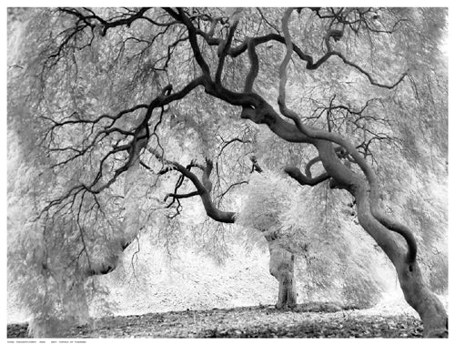 Enchanted Forest Wall Art | 12 ½ x 16 ½ Fine Art Print