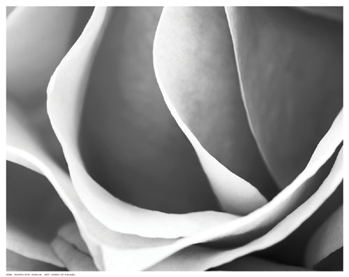 Framed Art Rose Petal Detail by Marcela B. | 11 ½ x 14 ½