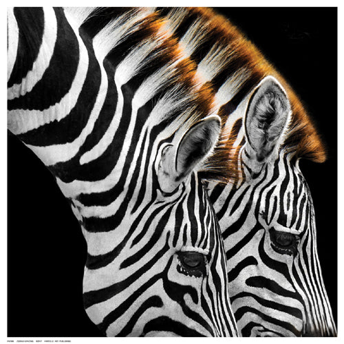 Framed Art Zebras Grazing 12 ½ x 12 ½