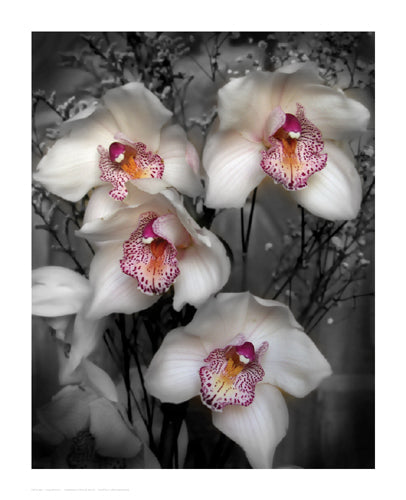 Framed Art Cymbidium Orchid White by Igor Maloratsky | 16 x 13