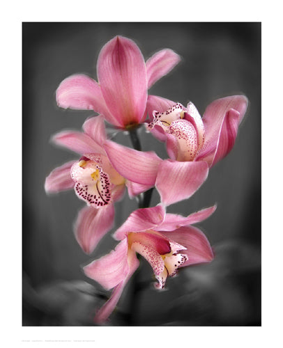 Framed Art Cymbidium Orchid Bright Pink by Igor Maloratsky | 16 x 13