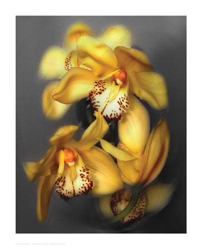Framed Art Cymbidium Orchid Yellow by Igor Maloratsky | 16 x 13