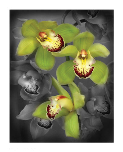 Framed Art Cymbidium Orchid Green by Igor Maloratsky | 16 x 13