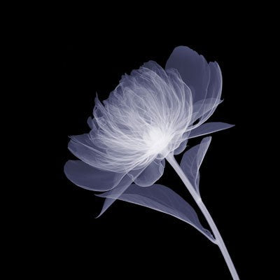 Full Bloom Wall Art | 6 x 6 Fine Art Print