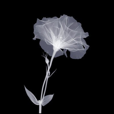 Bud in Bloom Wall Art | 6 x 6 Fine Art Print