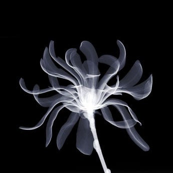 White Ribbons Wall Art | 6 x 6 Fine Art Print