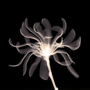 Cinnamon Ribbon (Sepia) Wall Art | 6 x 6 Fine Art Print