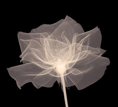 Layered Veil (Sepia) Wall Art | 6 x 6 Fine Art Print