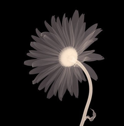 Sunburst Petals (Sepia) Wall Art | 6 x 6 Fine Art Print