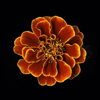 Caramel Ruffles Wall Art | 6 x 6 Fine Art Print