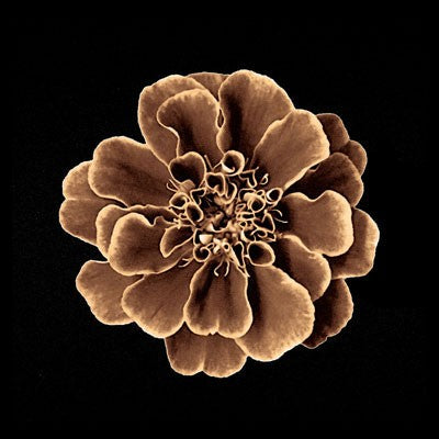 Ruffles in Taupe Wall Art | 6 x 6 Fine Art Print