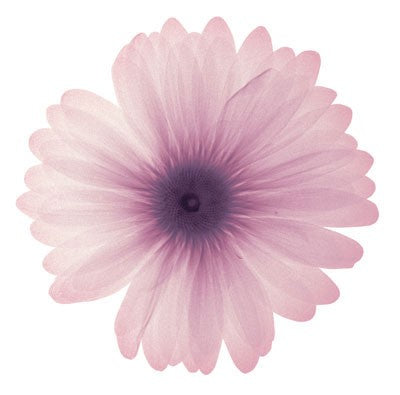 Pink Petals Wall Art | 6 x 6 Fine Art Print