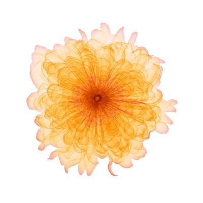 Orange Chiffon Wall Art | 6 x 6 Fine Art Print
