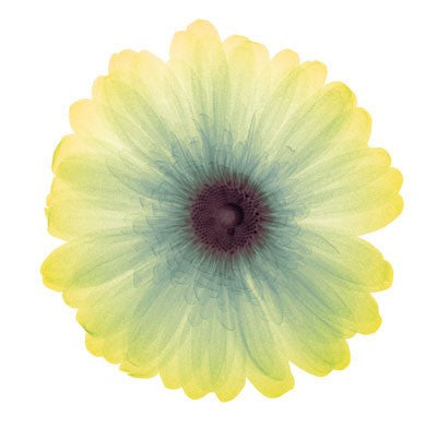 Lemon Nectar Wall Art | 6 x 6 Fine Art Print